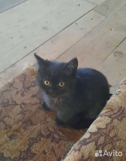 Котенок шотландский