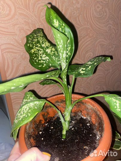 Фикусы бенджамина панданус комнатные растения