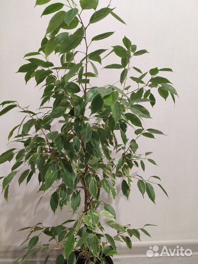 Фикус бенджамина пестролистный