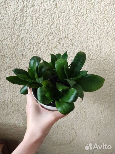 Сансайеверия ханни