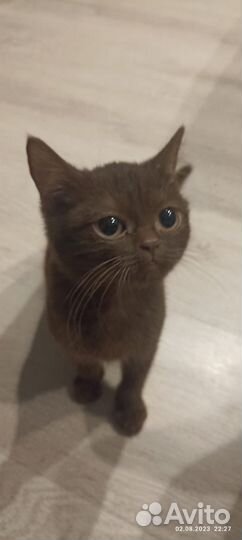 Котята