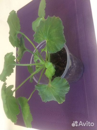 Детки пеларгония зональная