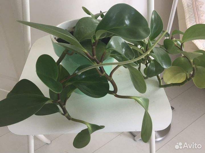 Дендробиум