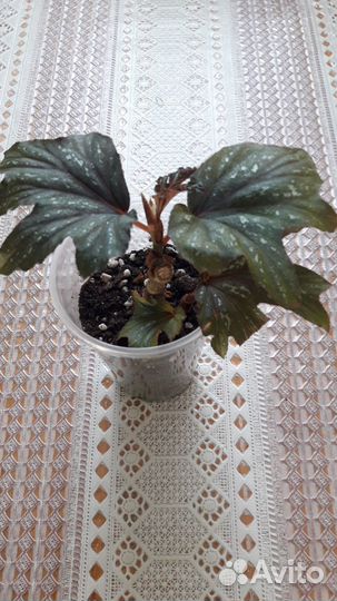 Тростниковые бегонии(кейн) и Грифон