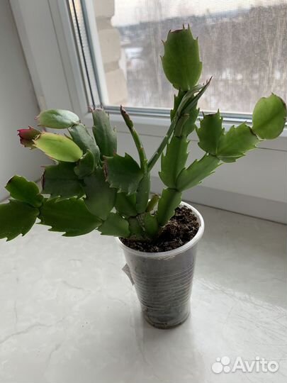 Декабрист (кактус Шлюмбергера усеченная)