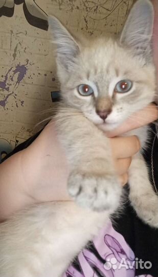 Тайские котята
