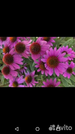 Семена эхинацеи