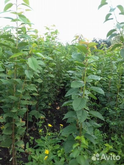 Саженцы плодовых деревьев и кустарников