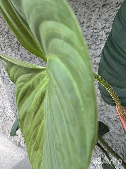 Филодендроны