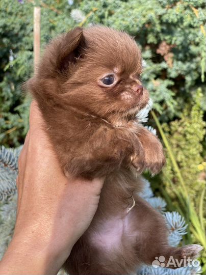 Мальчик шоколадный