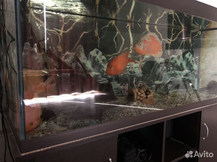 Аквариум с тумбой 500 литров