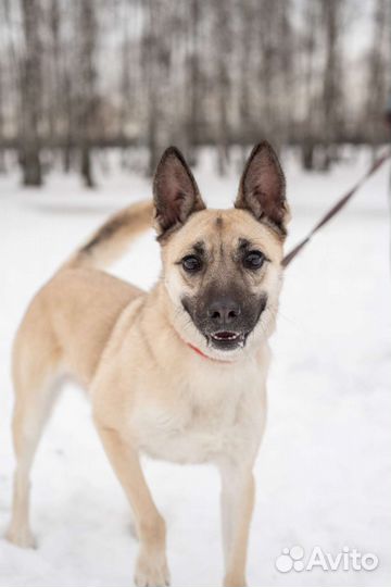 Красавица Ириска ищет дом