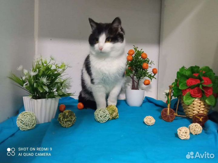 Смоки в добрые руки