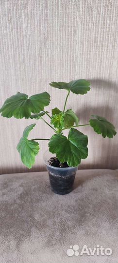 Пеларгония сортовая April snow