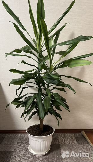 Драцена душистая