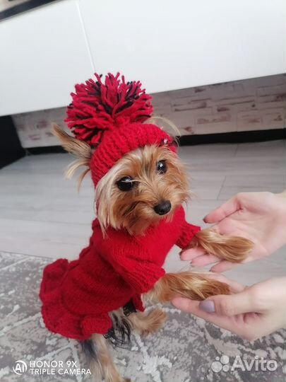 Одежда для собак и кошек