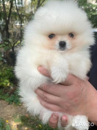 Щенки шпица