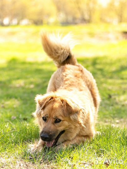 Собака в добрые руки