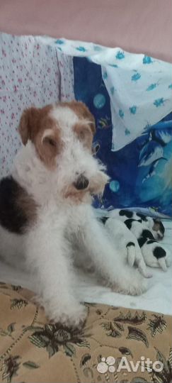 Фокстерьер жесткошерстный щенки