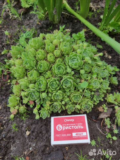 Молодило каменная роза