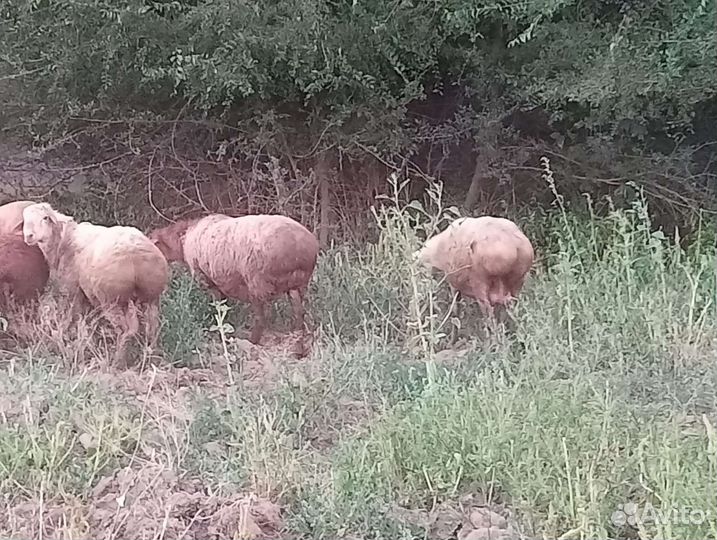 Овцы бараны ягнята