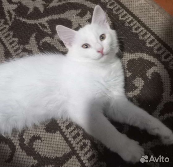 Турецкая ангора