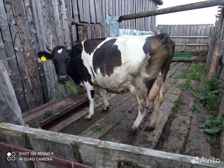 Корова стельная