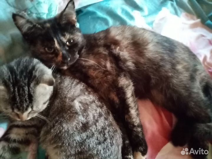 Кошки в добрые руки бесплатно