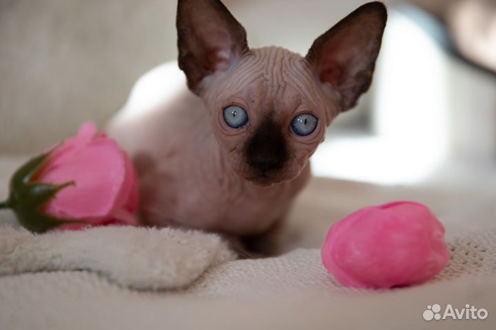 Канадский сфинкс котята