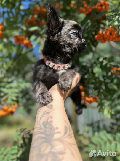 Щенки чихуахуа