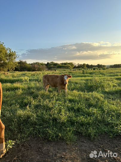 Корова стельная и телка