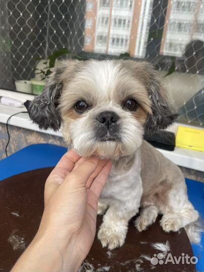 Грумер собак и кошек