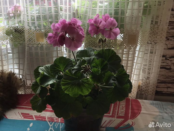 Пеларгония