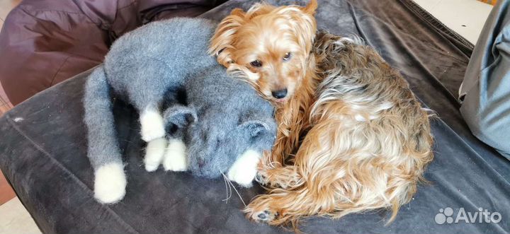 Игрушка спящий кот