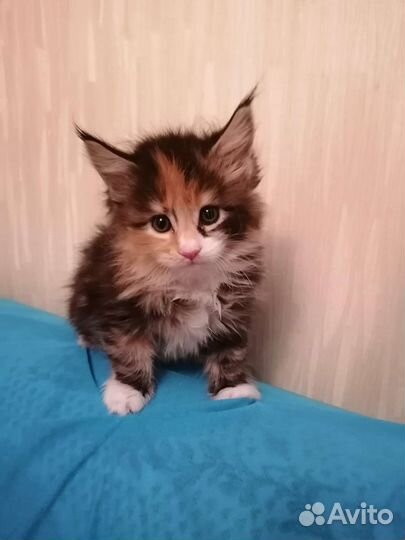 Мейнкуны полосатые тигрятки