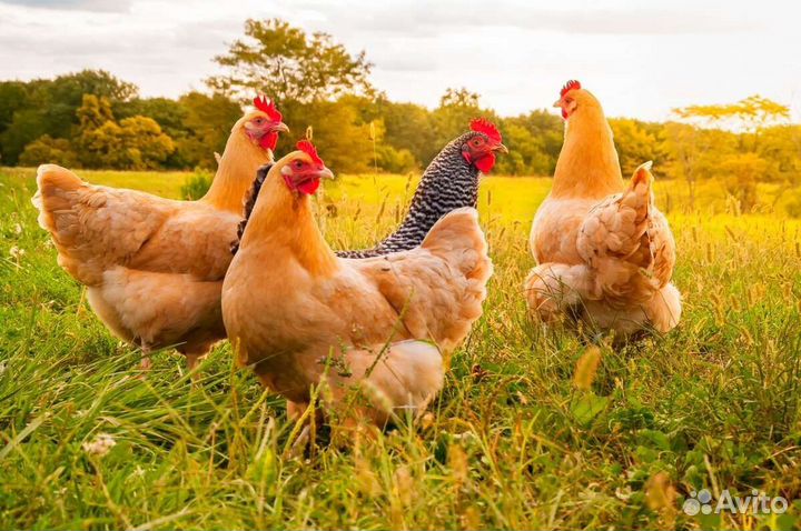 Кстовский р-он Большая Ельня Куры молодки несушки