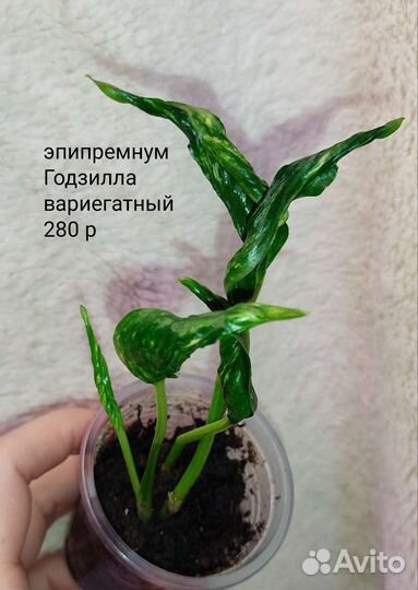 Эпипремнум,сциндапсус