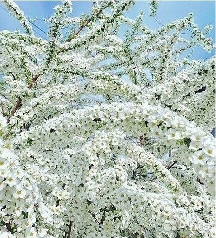 Ветки спиленные с деревьев для шашлыка