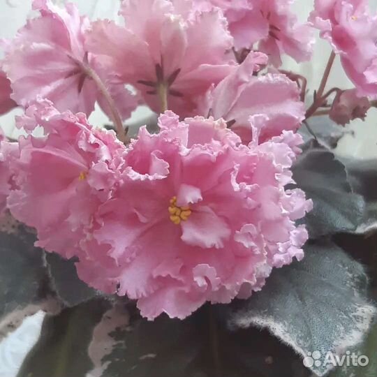 Фиалка цветущая сортовая