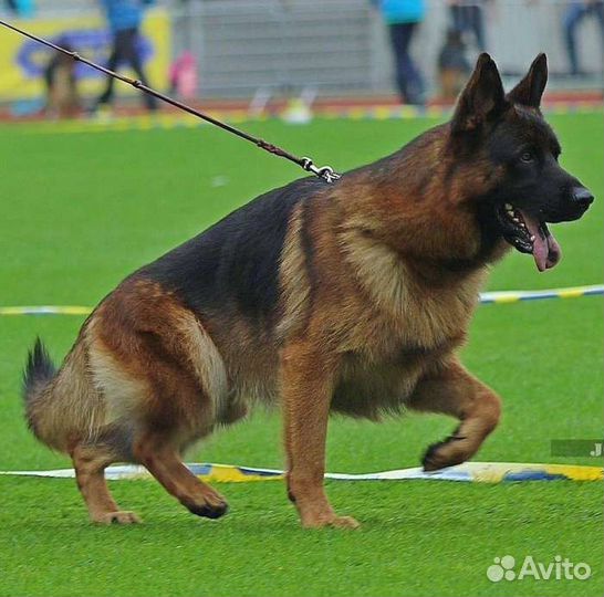 Немецкая овчарка