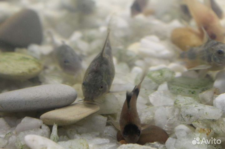 Анубиасы и коридорасы (крапчатые, панды)