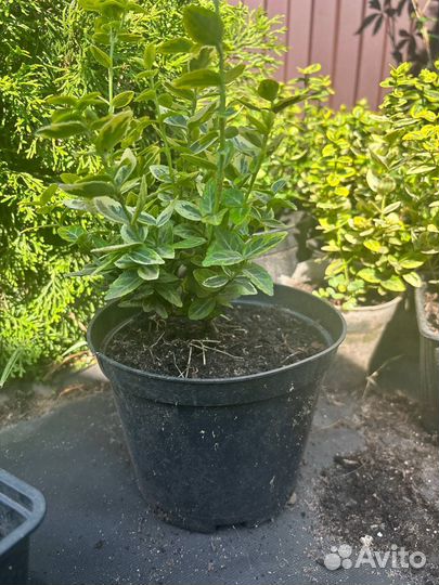 Растения для сада