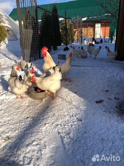 Борковская барвистая и адлерская серебристая