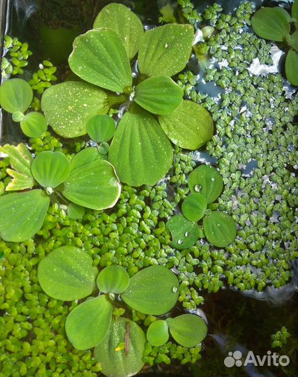 Рыбки, улитки и растения для аквариума (излишки)