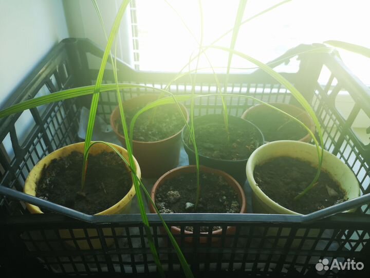 Саженцы пальмы финиковой