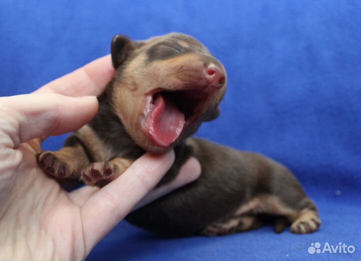 Такса жесткошерстная. кроличья. Мальчишки. РКФ