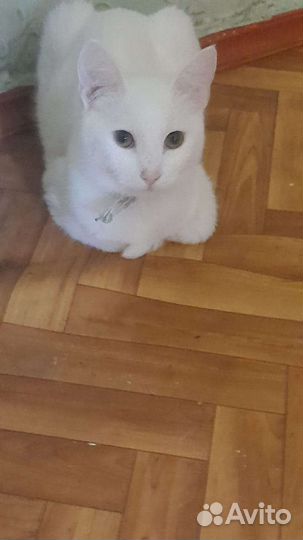 Турецкая ангора