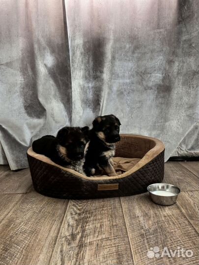 Щенки немецкой овчарки