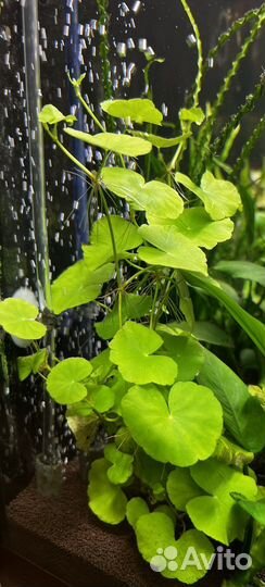 Аквариумные растения