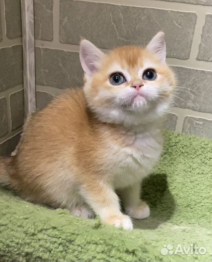 Британская золотая шиншилла ny12